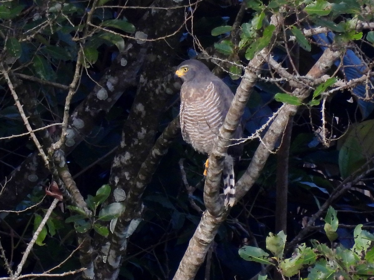 Roadside Hawk - ML620612120