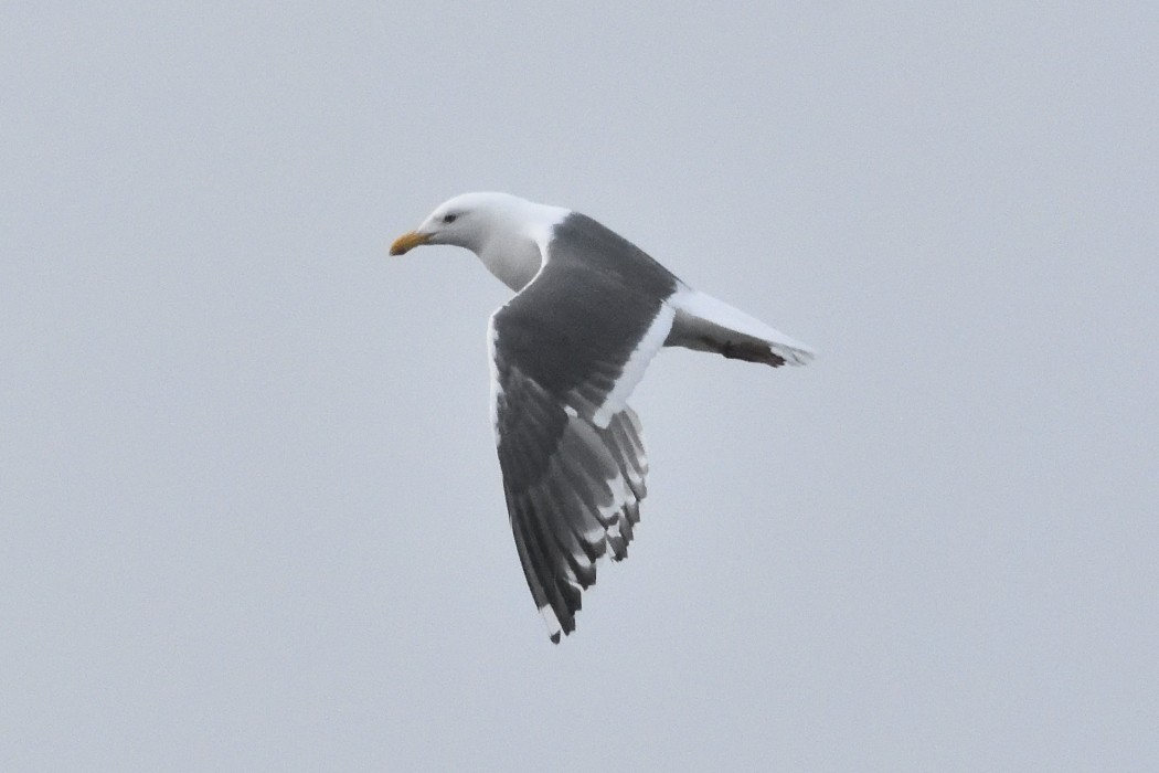 Slaty-backed Gull - ML620612122