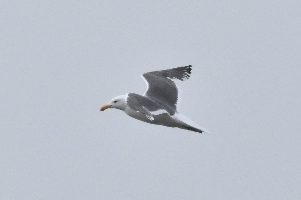 Slaty-backed Gull - ML620612124