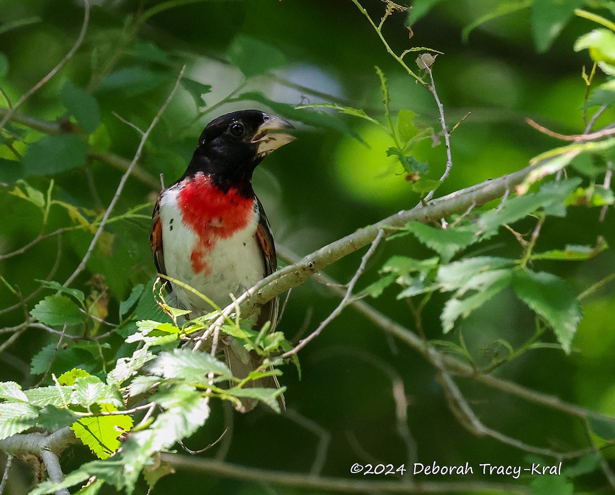 Rose-breasted Grosbeak - ML620612126