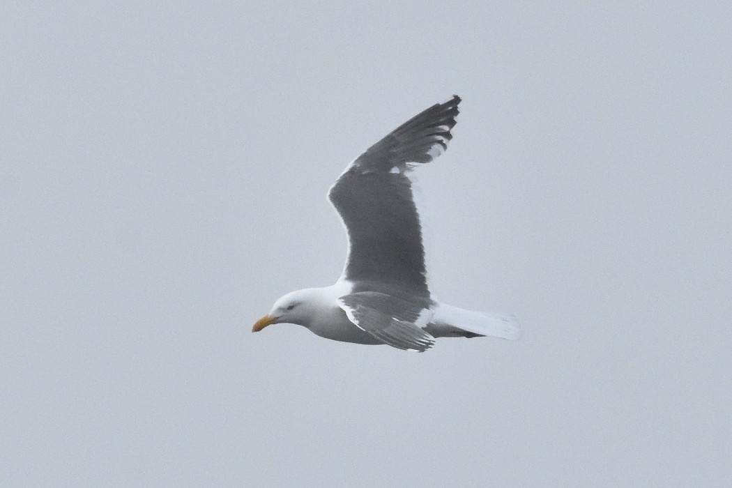 Slaty-backed Gull - ML620612127