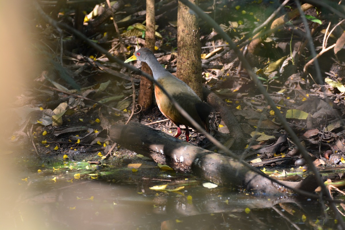 Gray-cowled Wood-Rail - ML620612129