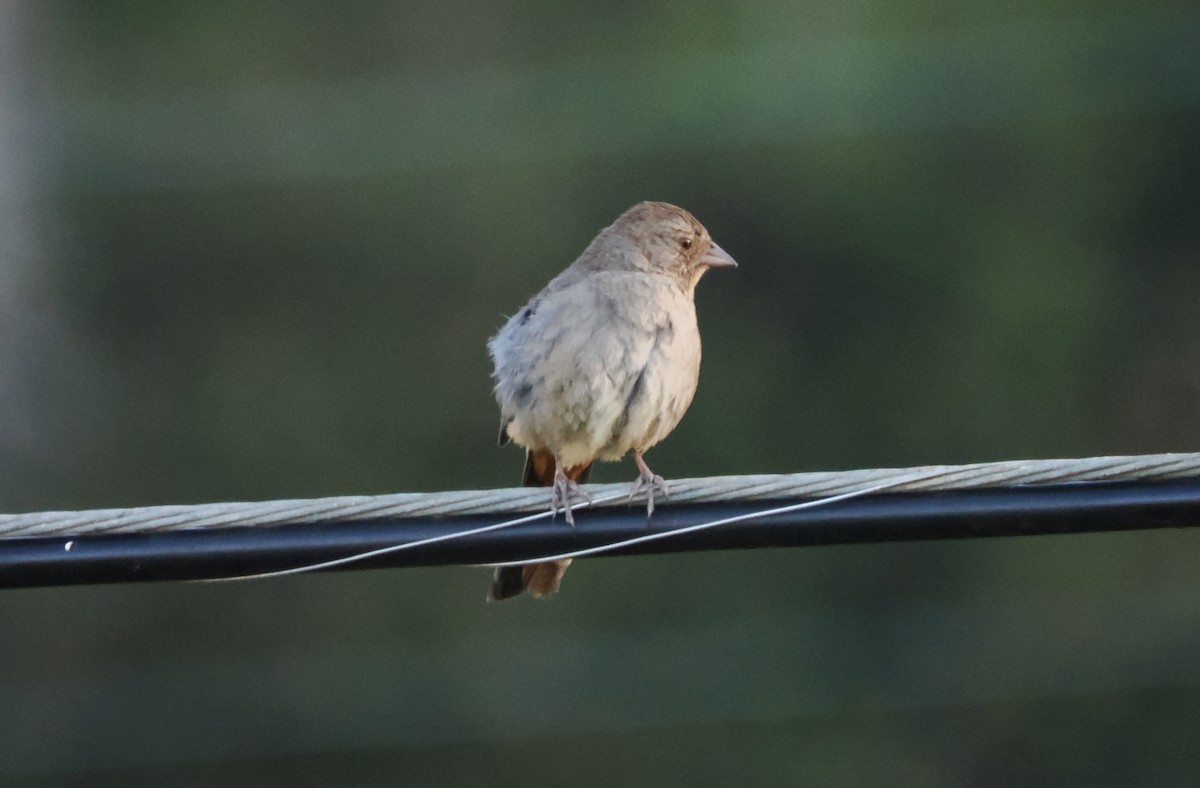 California Towhee - ML620612130