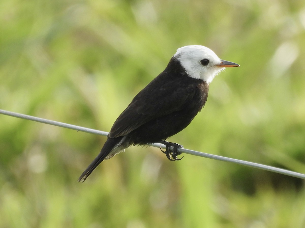 White-headed Marsh Tyrant - Jhon Carlos Andres Rivera Higuera