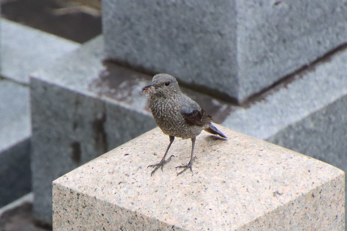 Blue Rock-Thrush - ML620612135