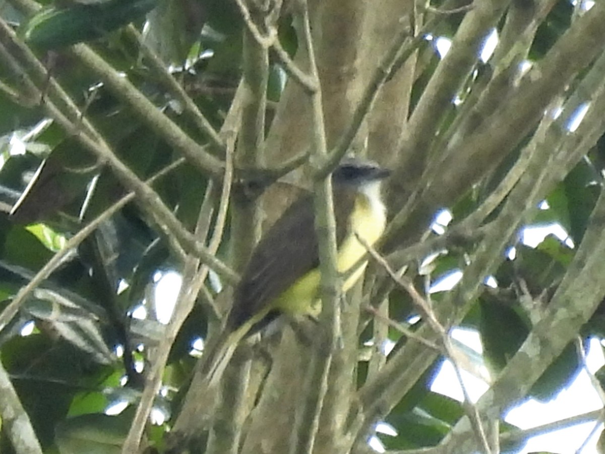 Sulphury Flycatcher - ML620612141