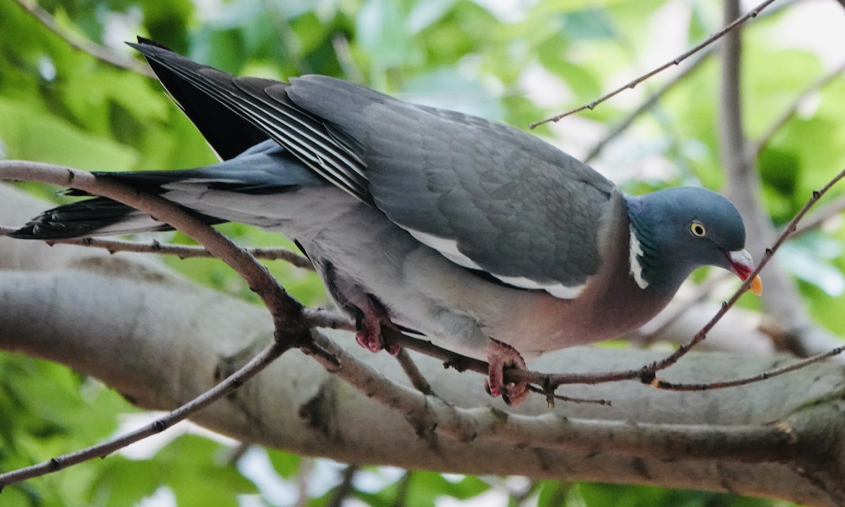 Common Wood-Pigeon - ML620612146