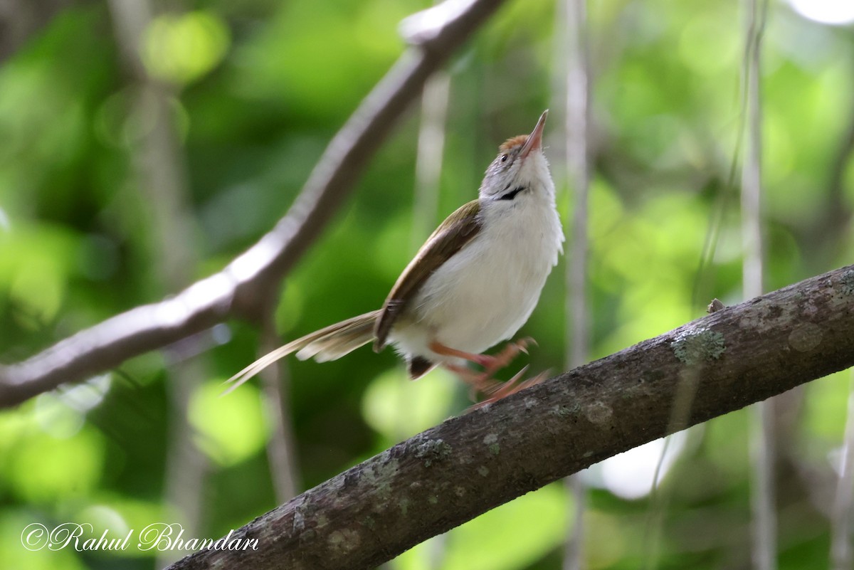 Rotstirn-Schneidervogel - ML620612149