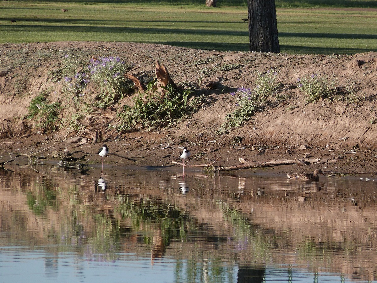 Black-necked Stilt - ML620612151