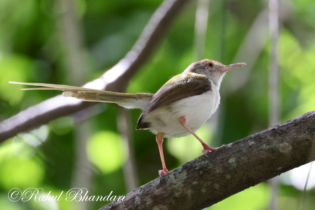 Rotstirn-Schneidervogel - ML620612152