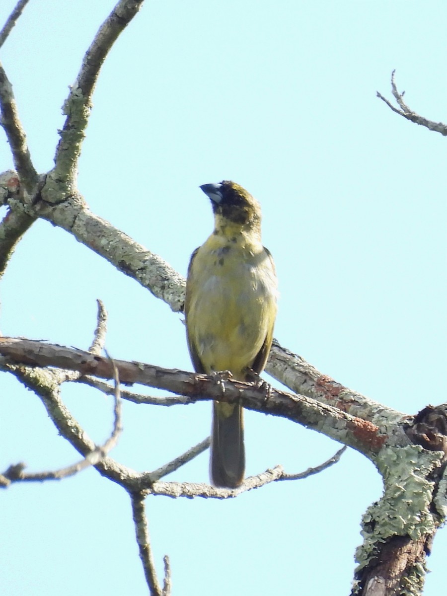 Yellow-bellied Seedeater - ML620612155