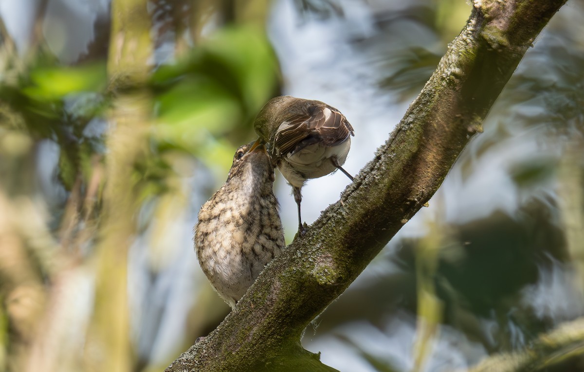 Collared Flycatcher - ML620612156