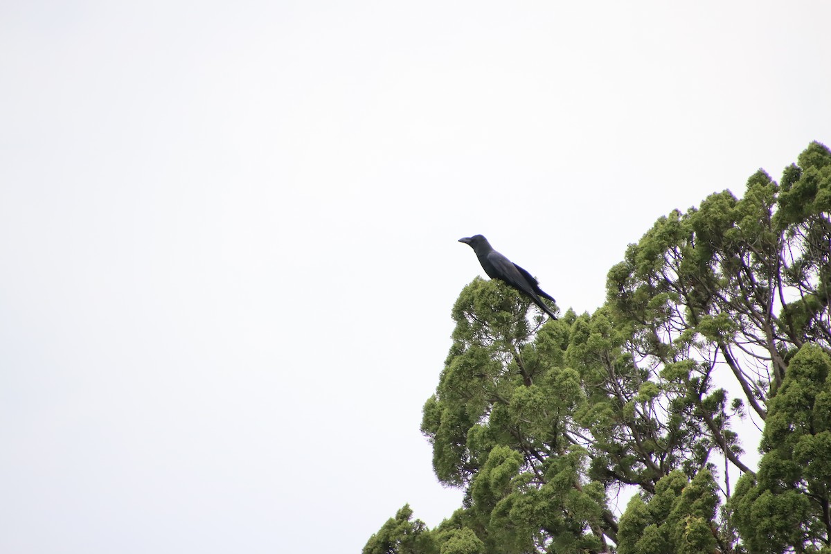 Large-billed Crow - ML620612157