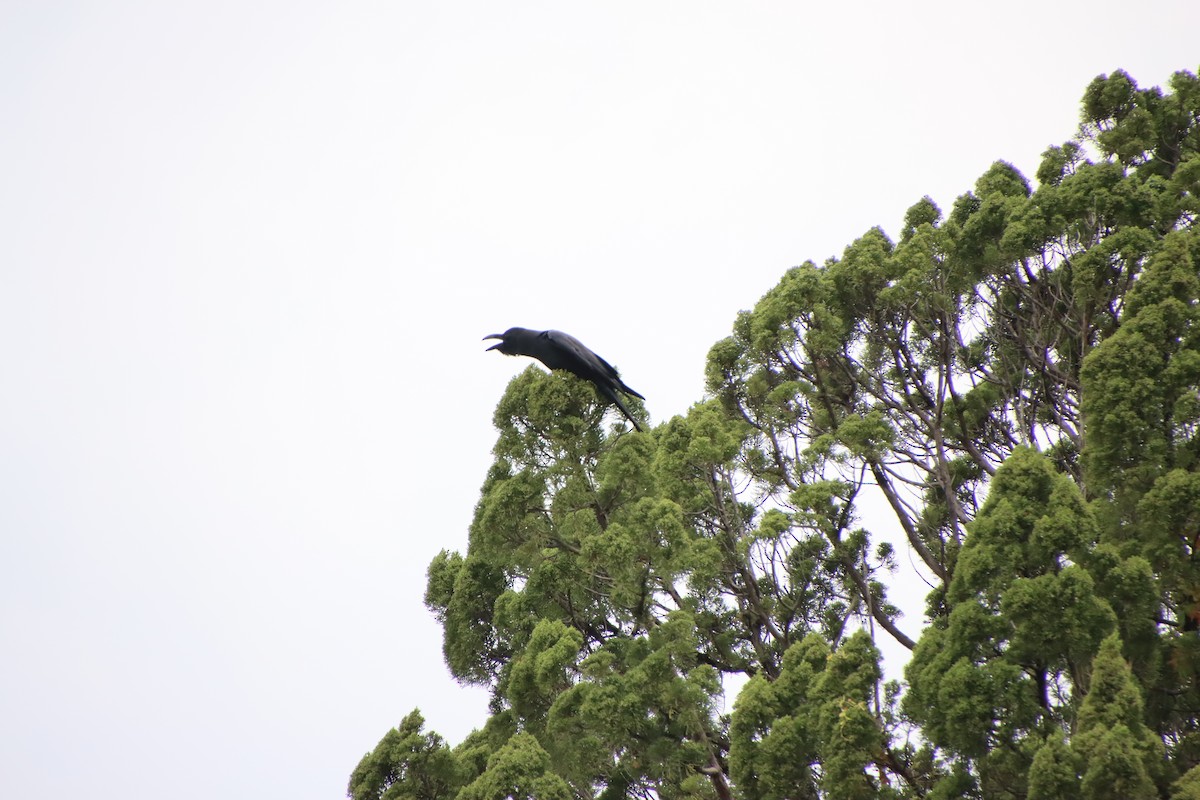 Large-billed Crow - ML620612158