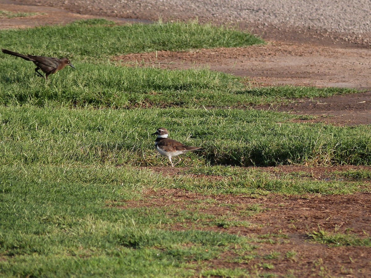 Killdeer - ML620612160