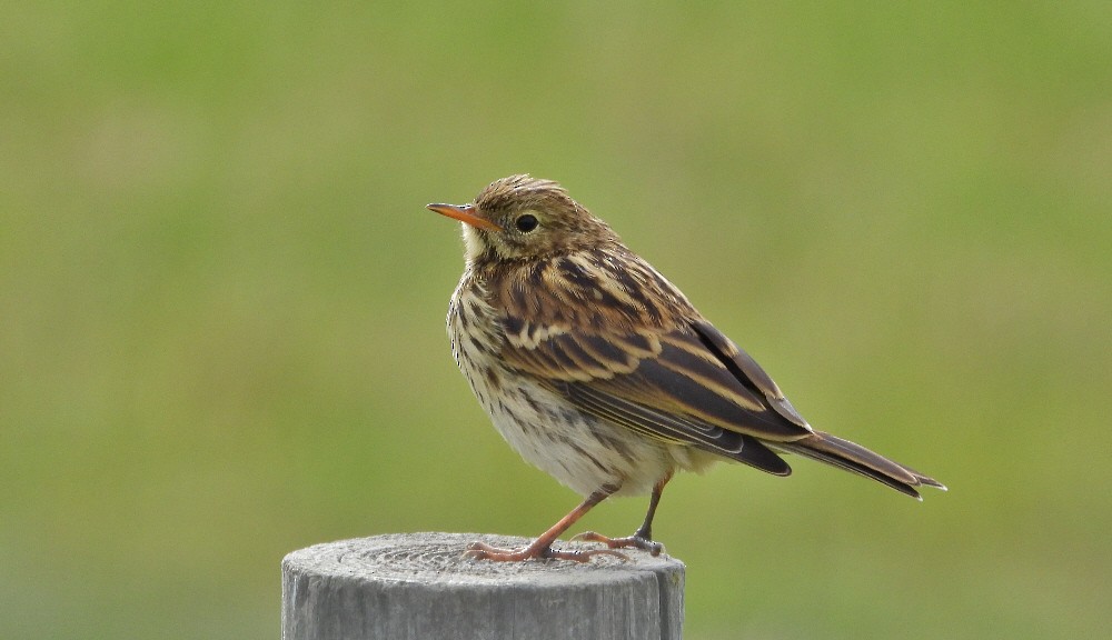 Meadow Pipit - Paul Bowerman