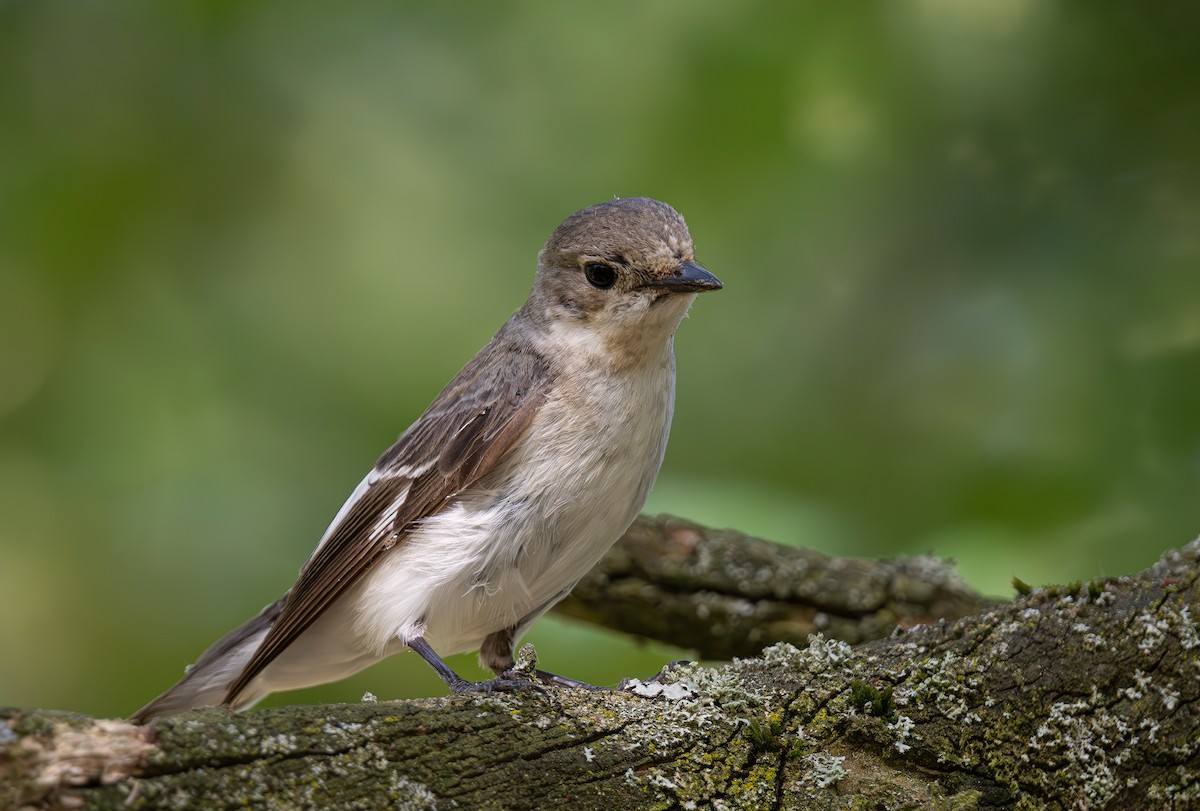 Collared Flycatcher - ML620612165