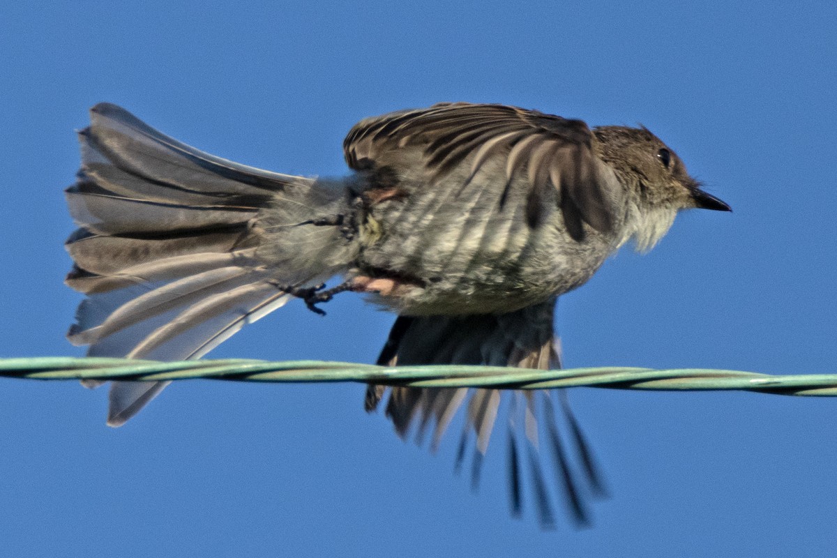 Western Kingbird - ML620612171