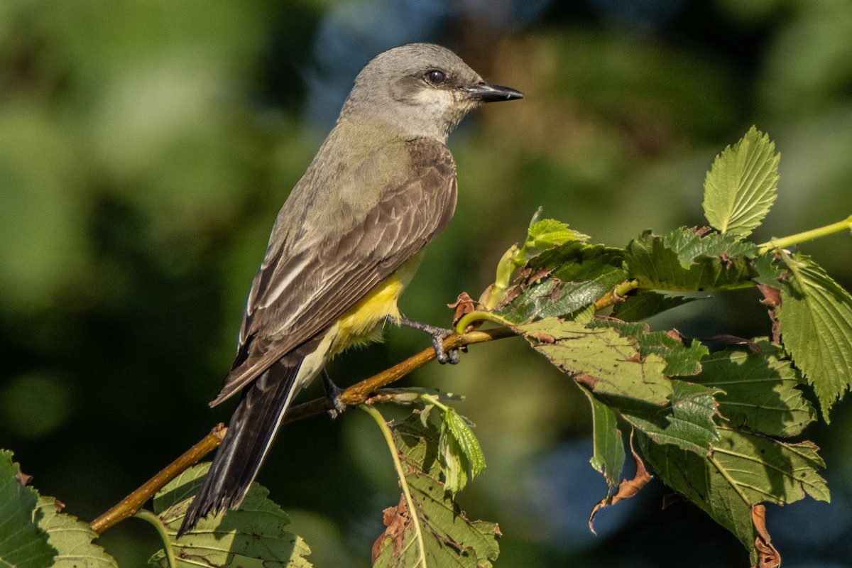 Schmalschnabel-Königstyrann - ML620612174