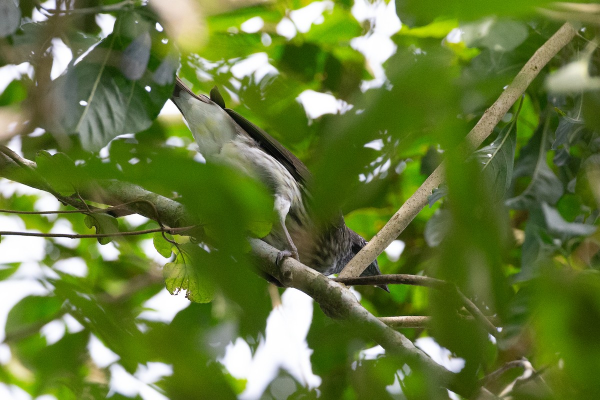 Bare-throated Bellbird - ML620612177