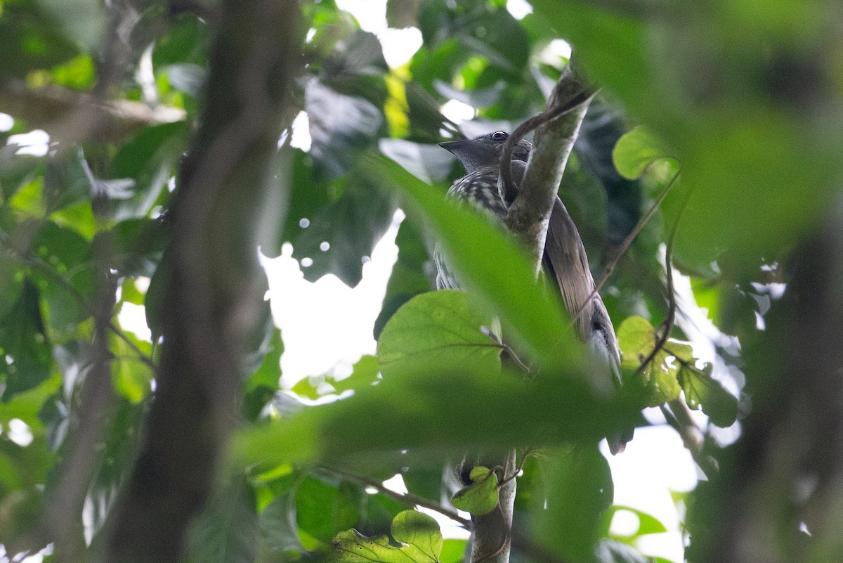 Bare-throated Bellbird - ML620612180