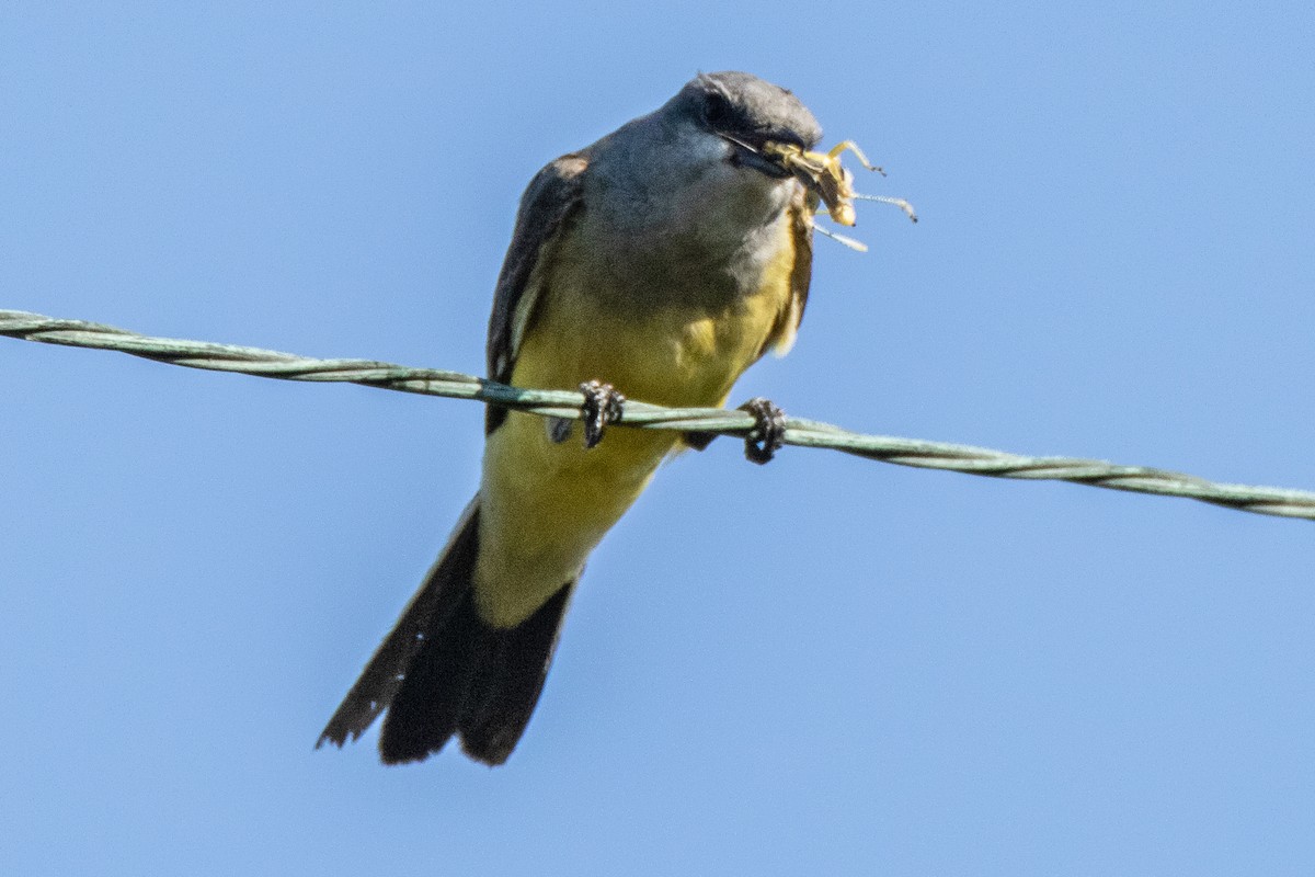 Western Kingbird - ML620612181