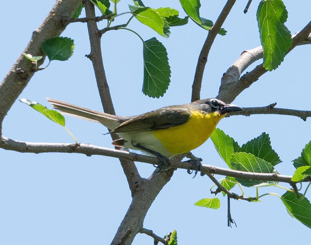 Yellow-breasted Chat - Sibyl Ketcham