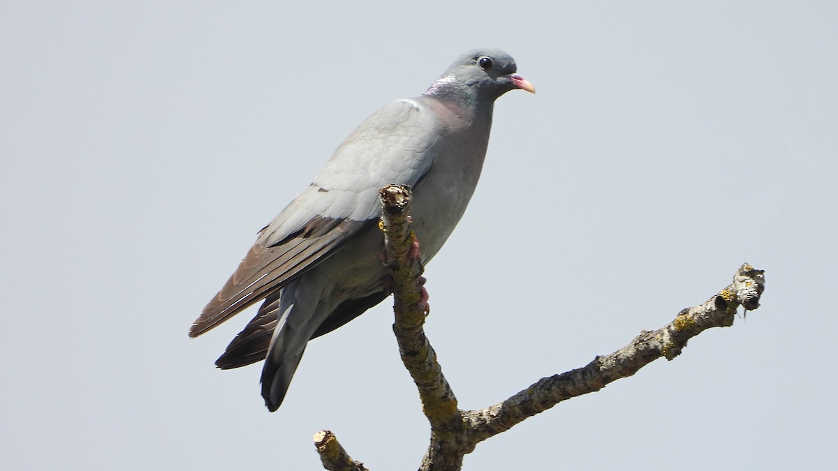 Pigeon colombin - ML620612185