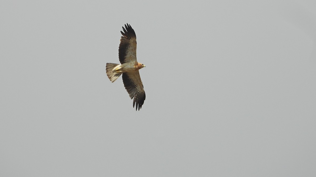 Booted Eagle - ML620612187