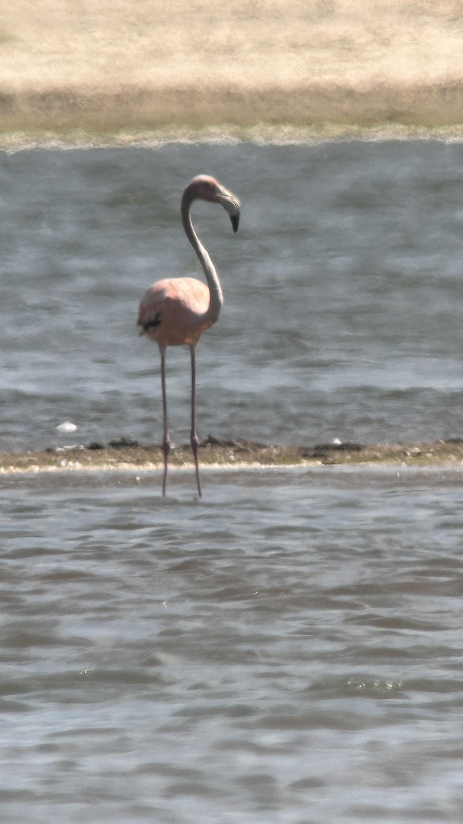 American Flamingo - ML620612188
