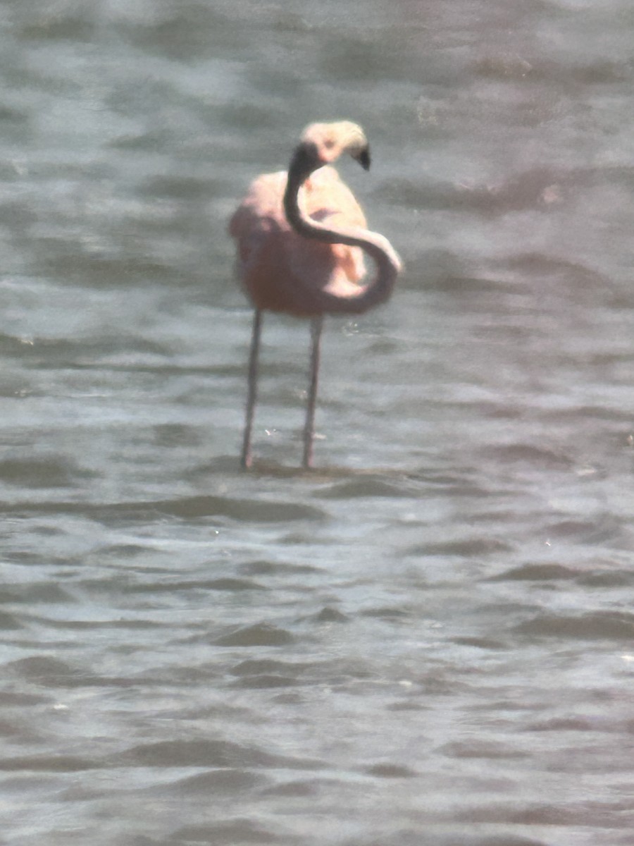 American Flamingo - ML620612189