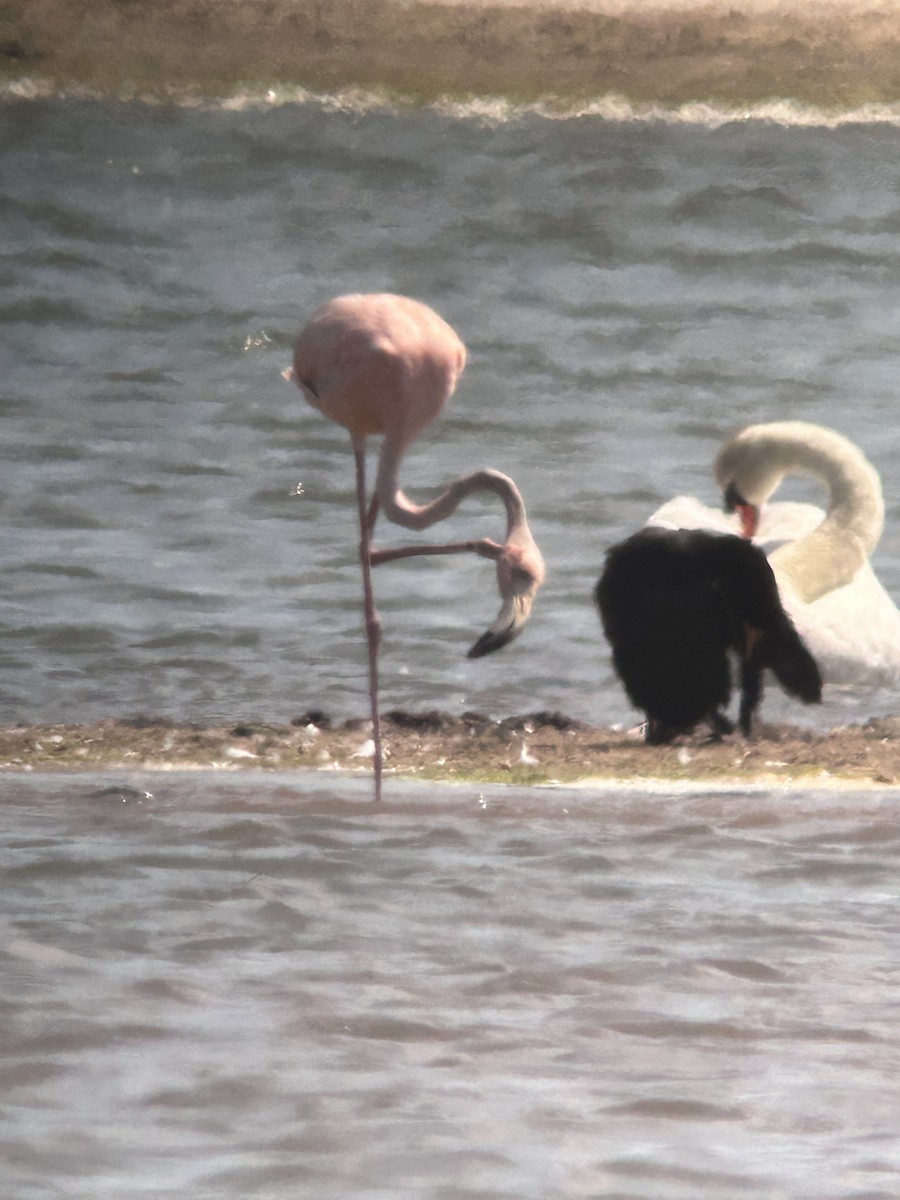 American Flamingo - Mark Aronson