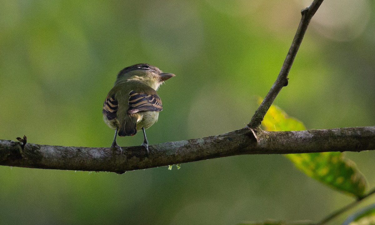 Black-capped Becard - ML620612194