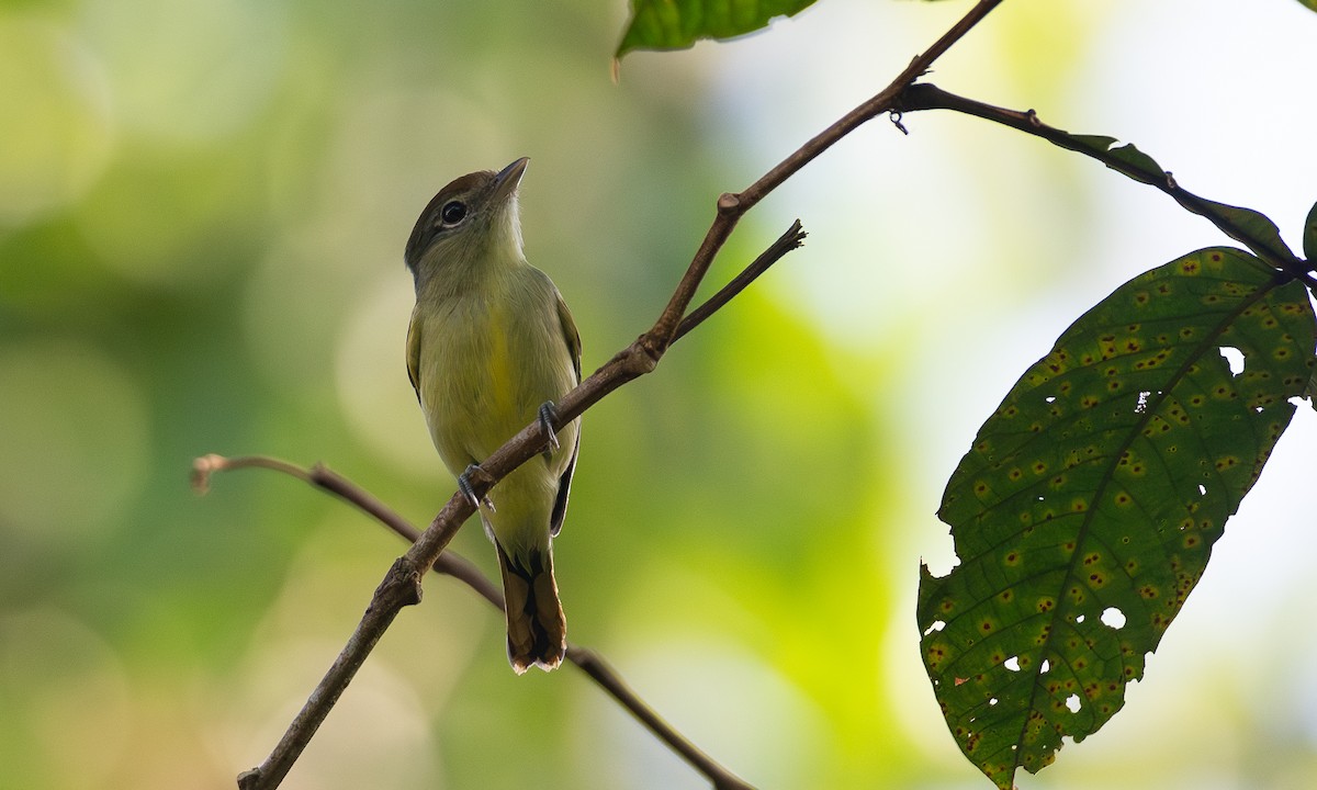 Black-capped Becard - ML620612196