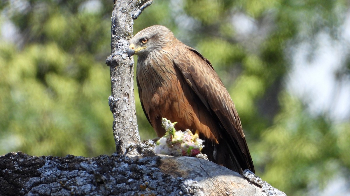 Black Kite - ML620612197