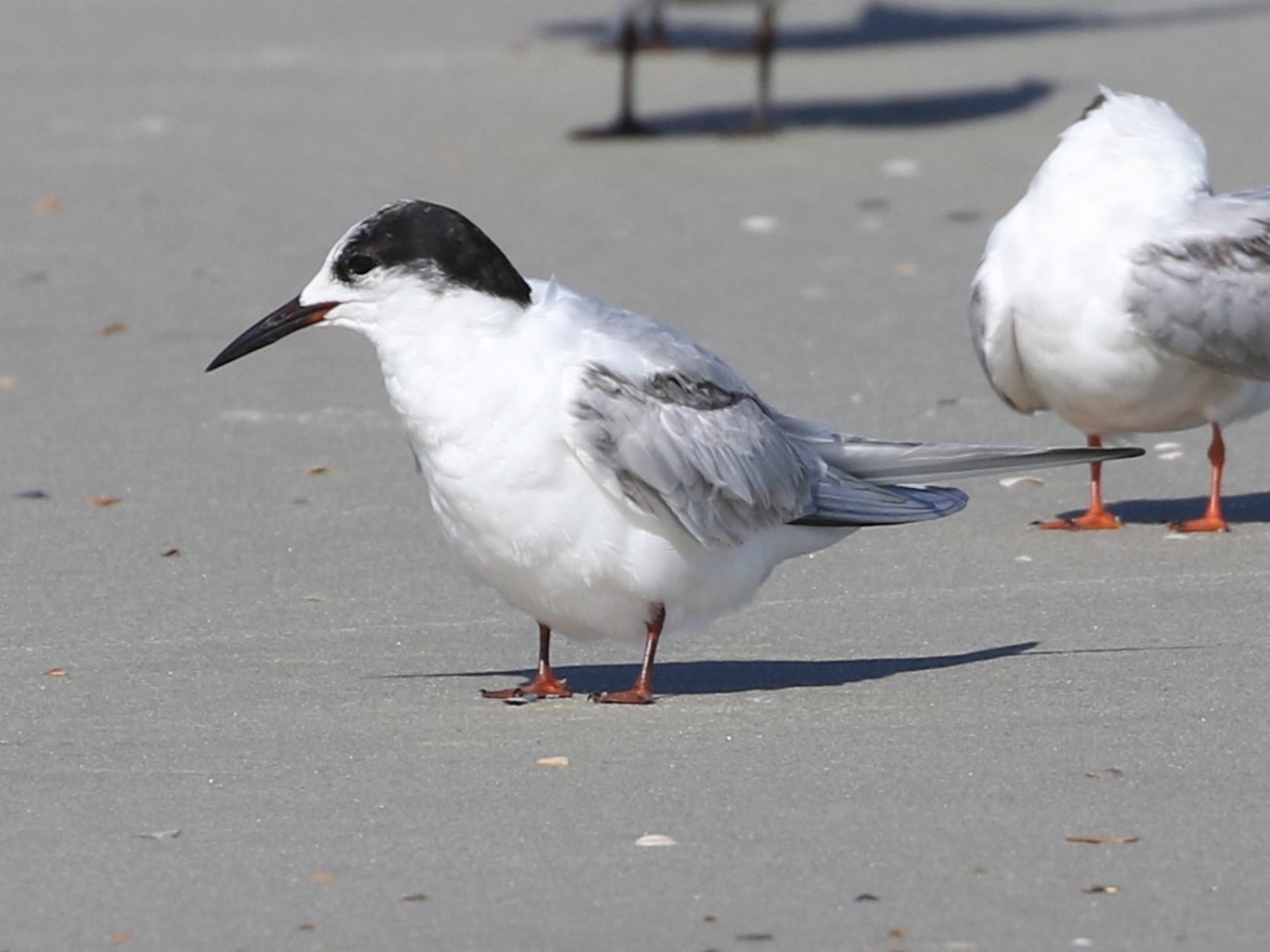 Common Tern - ML620612200