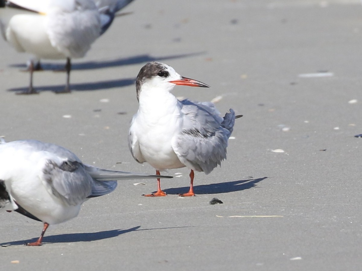 Common Tern - ML620612205