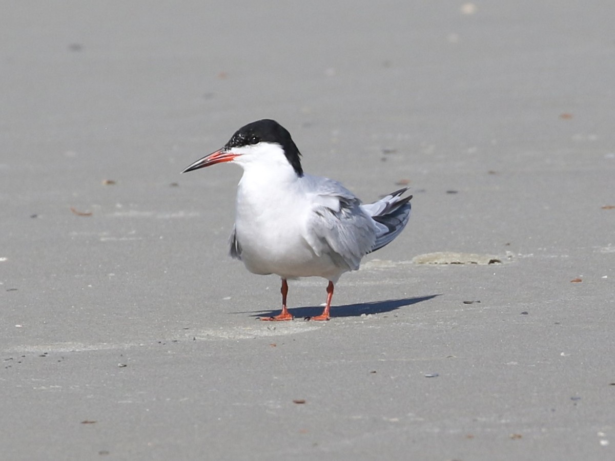 Common Tern - ML620612206