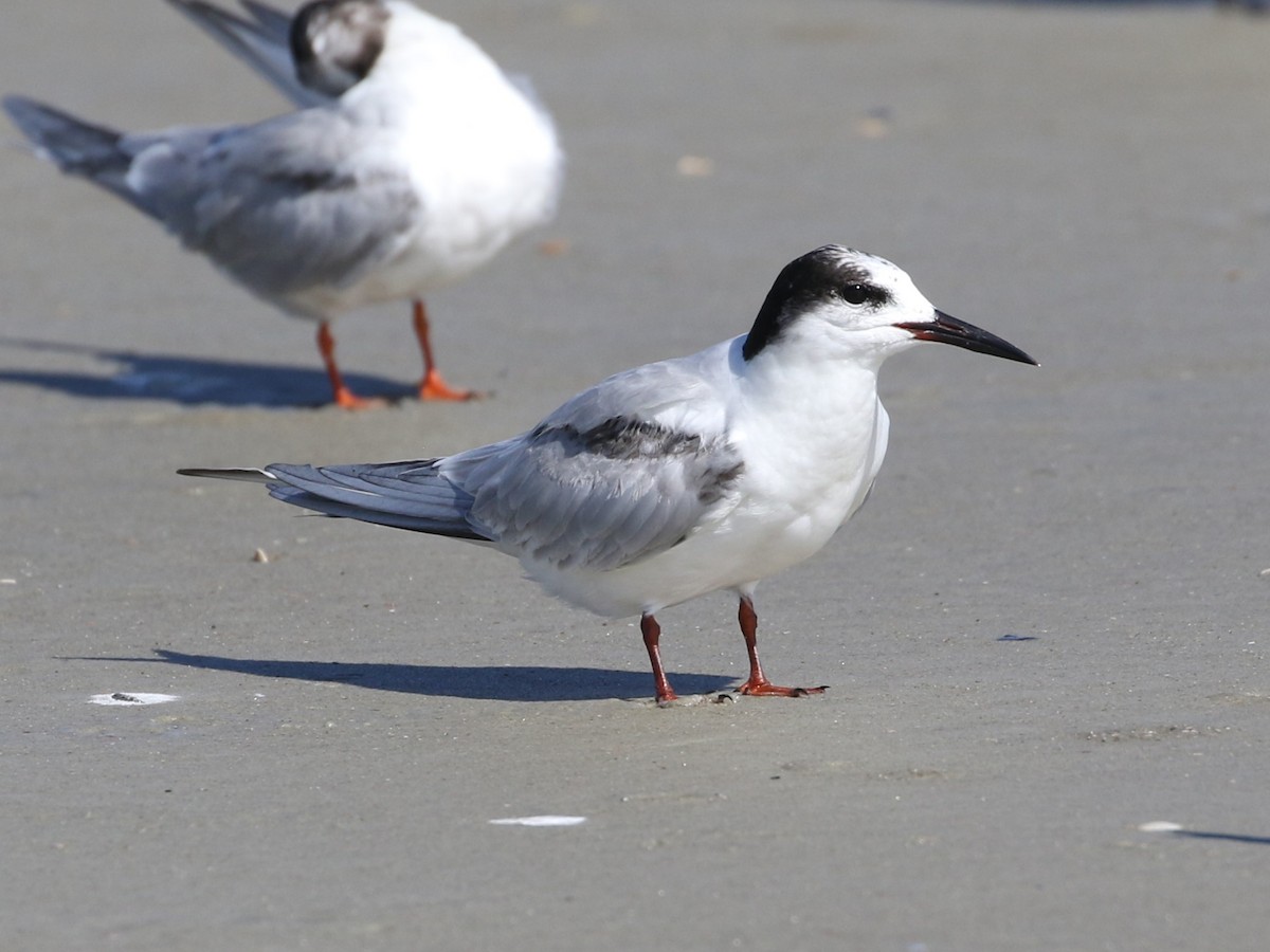 Common Tern - ML620612208