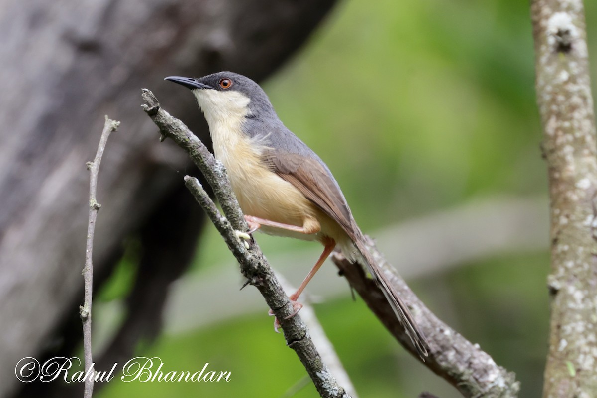 Ashy Prinia - Rahul Bhandari