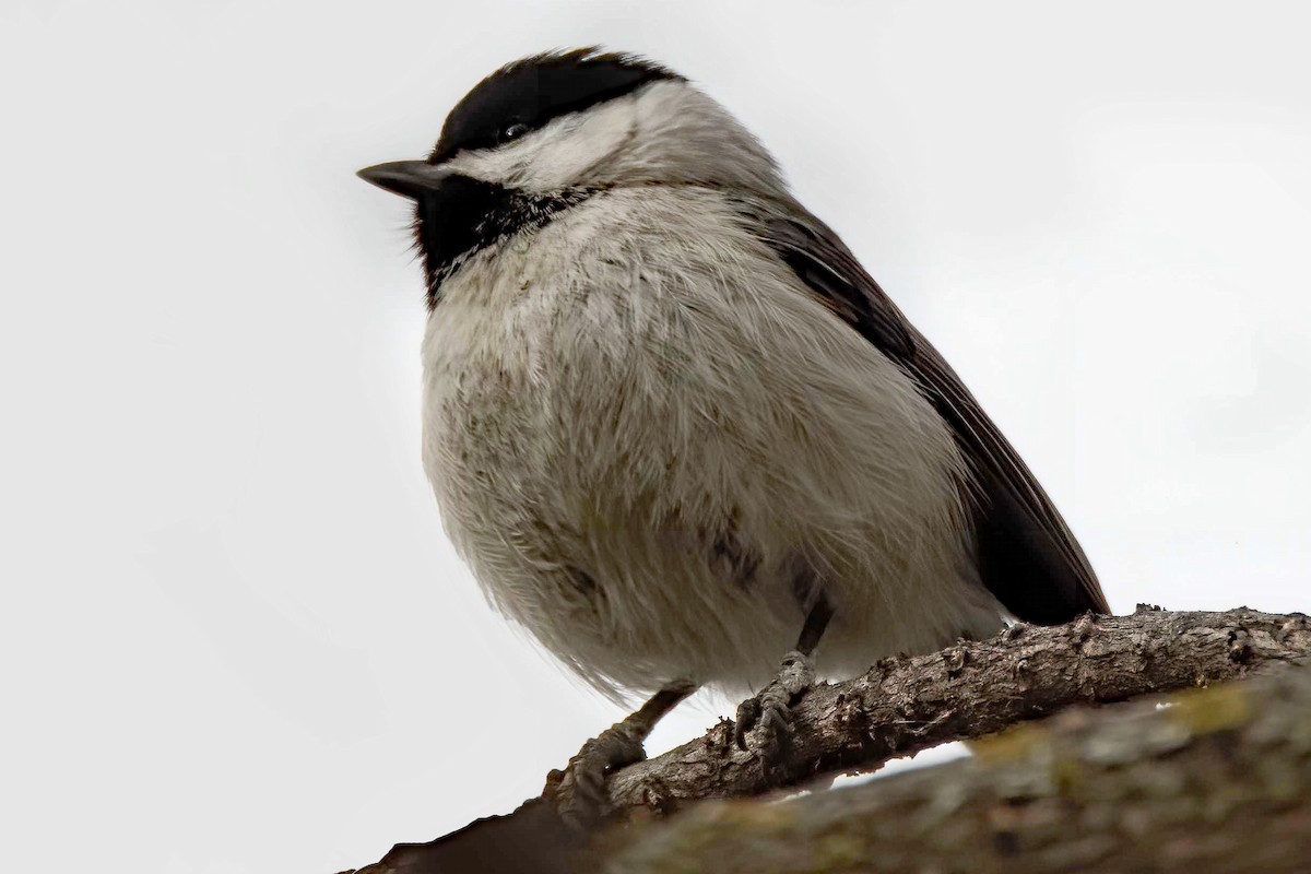 Carolina Chickadee - ML620612211