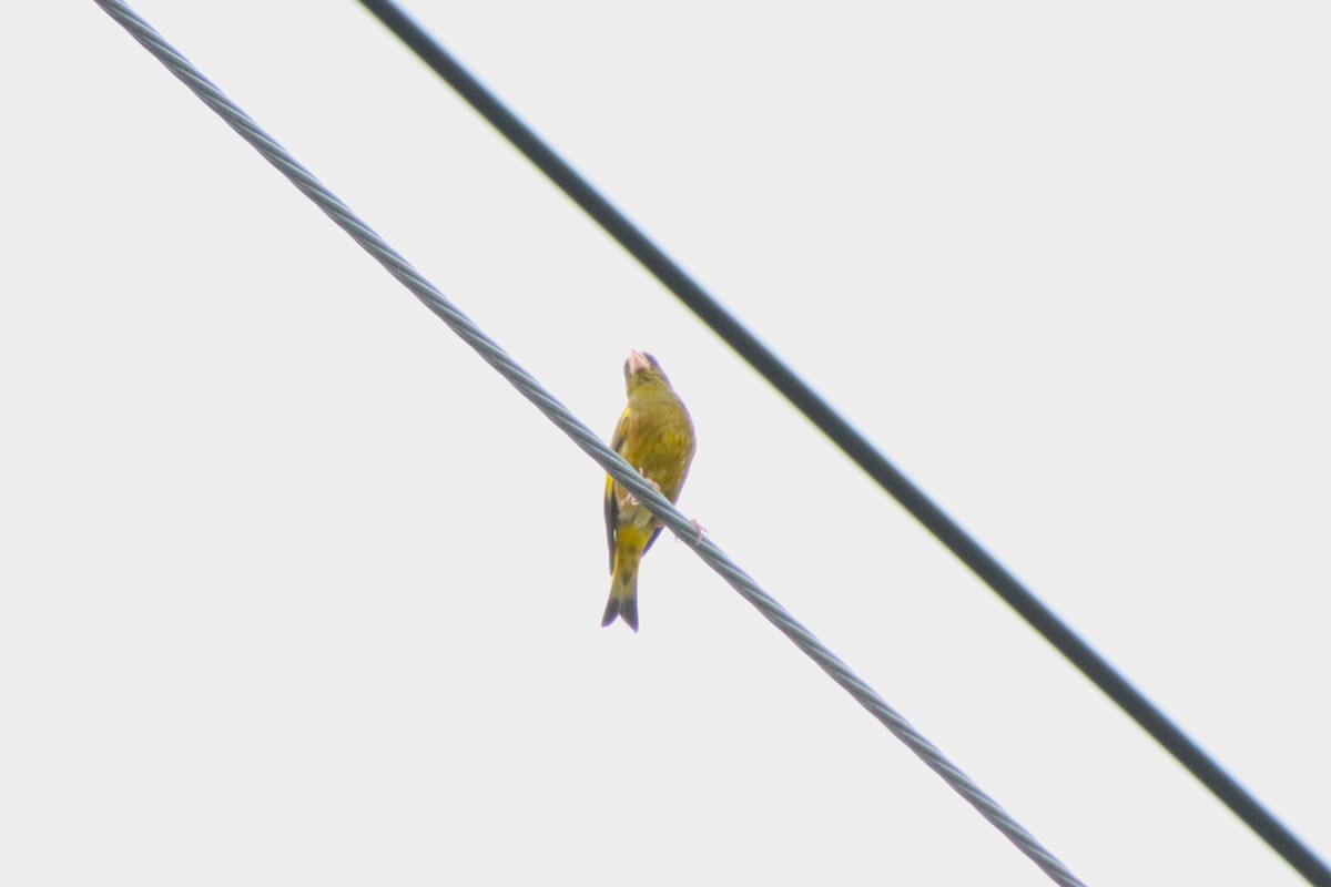 Oriental Greenfinch - ML620612214