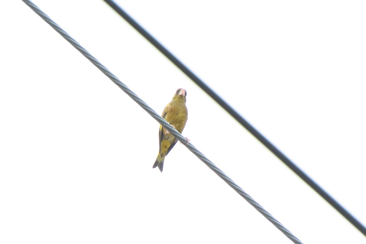 Oriental Greenfinch - ML620612215