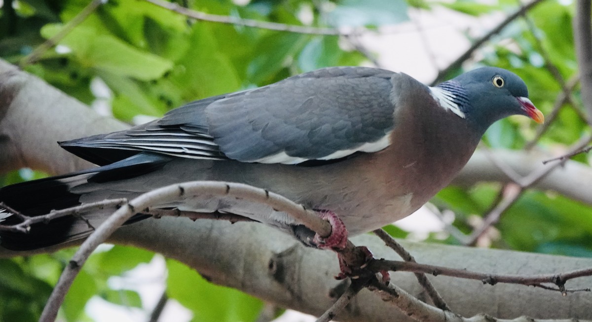 Common Wood-Pigeon - ML620612217