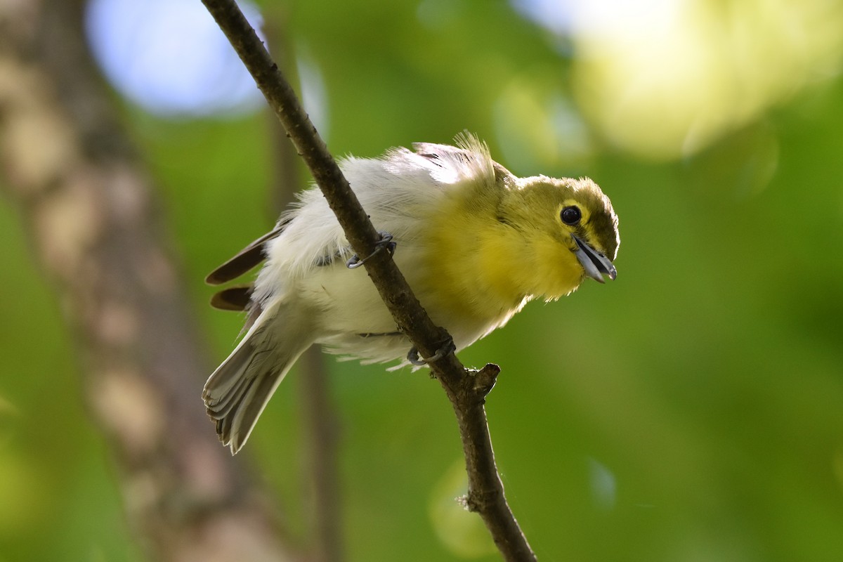 Yellow-throated Vireo - ML620612220