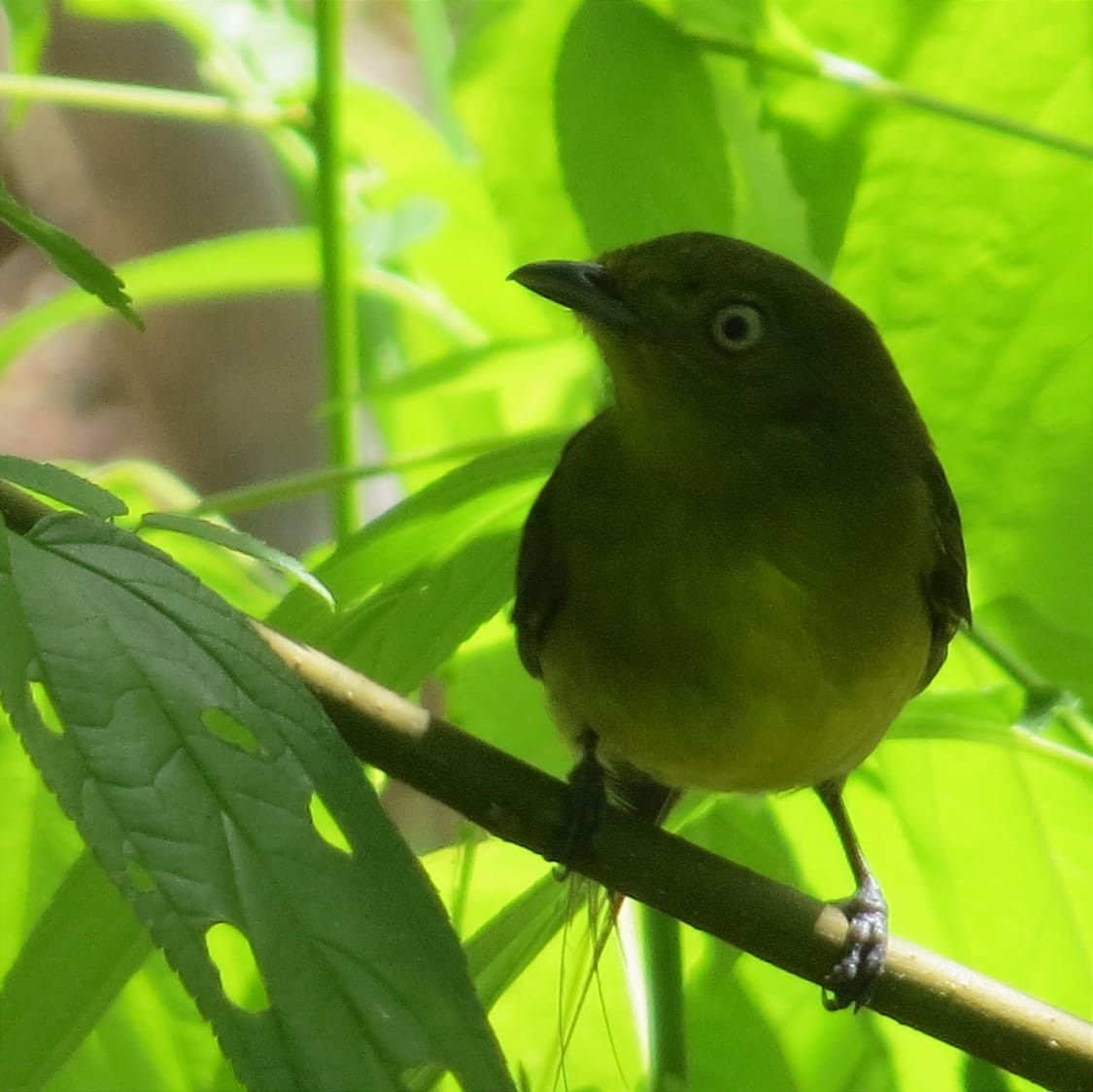 Wire-tailed Manakin - ML620612226