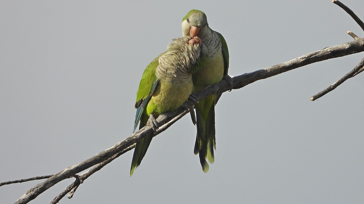 Monk Parakeet - ML620612229