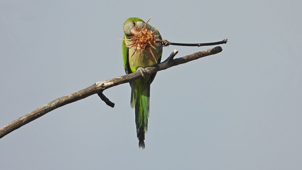 Monk Parakeet - ML620612232