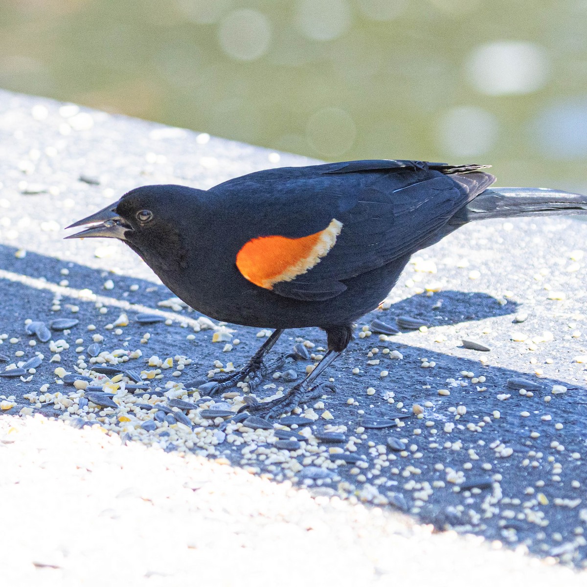 Red-winged Blackbird - ML620612234