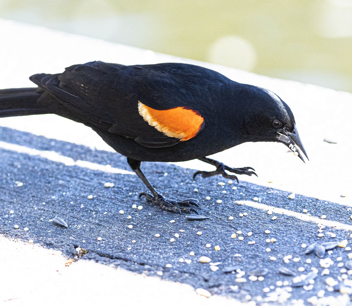 Red-winged Blackbird - ML620612235